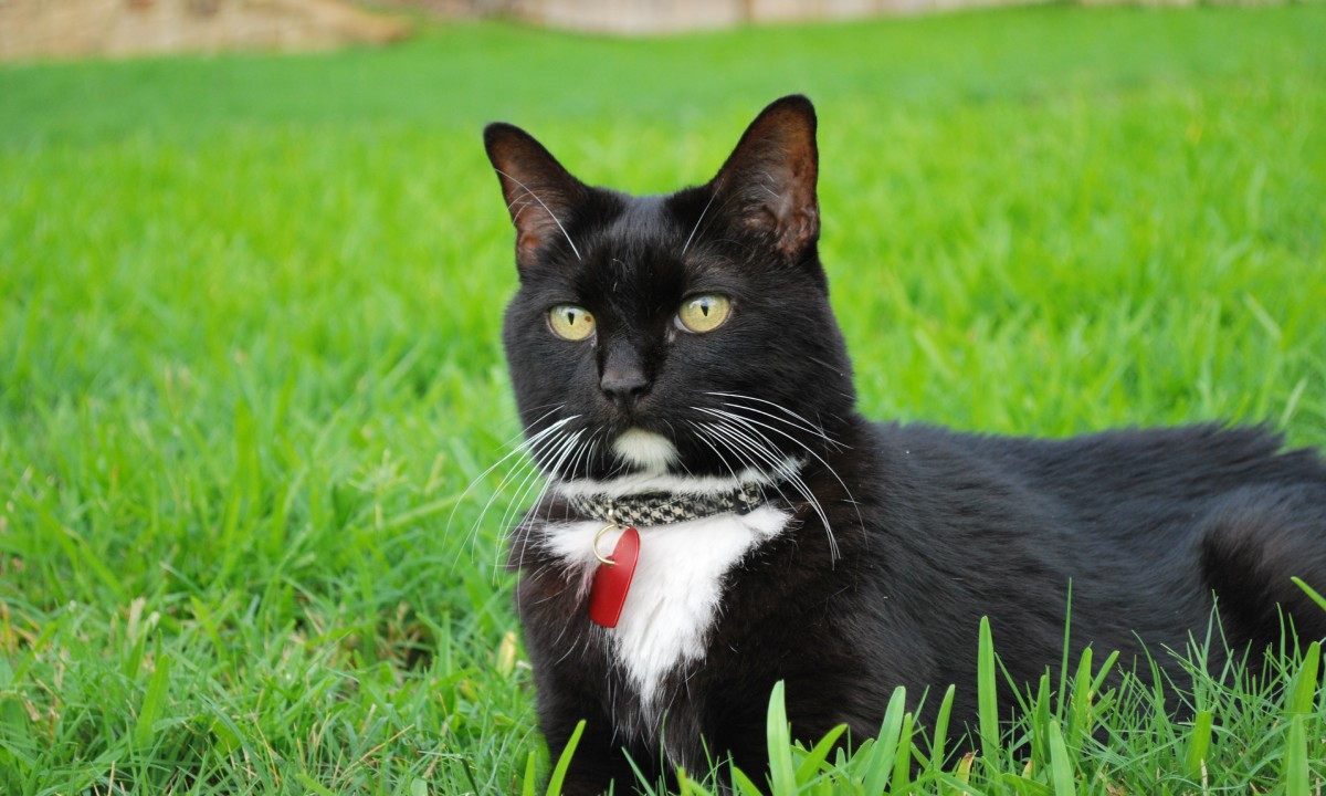 Высота газона